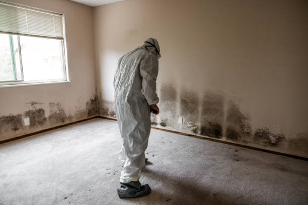 Professional Mold Remediation in Gardner, KS